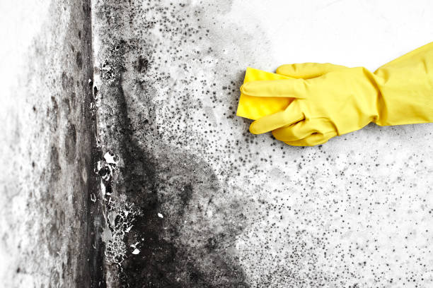 Best Emergency Mold Removal  in Sewaren, NJ