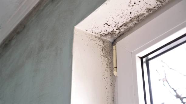 Best Crawl Space Mold Removal  in Sewaren, NJ