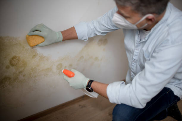 Best Residential Mold Removal  in Sewaren, NJ