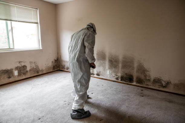 Best Mold Damage Repair  in Sewaren, NJ