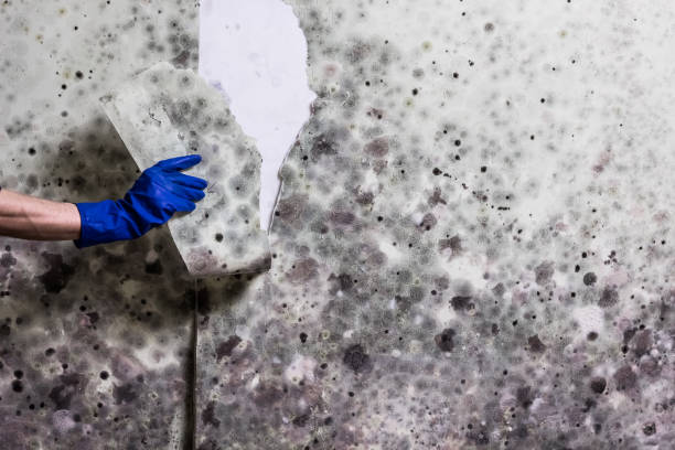 Best Mold Removal Process  in Sewaren, NJ